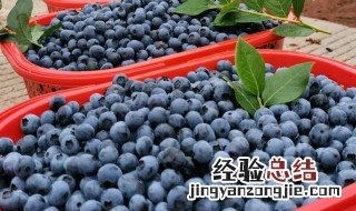 蓝莓的保存方法与技巧 蓝莓的保存方法与技巧图片