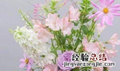 芍药可以放卧室吗 重瓣芍药可以放卧室吗