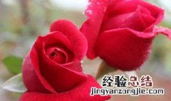 鲜玫瑰花瓣怎么保存 可以用什么材料