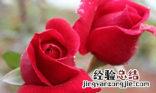 鲜玫瑰花瓣怎么保存 可以用什么材料