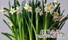 水仙花有毒吗 能放在卧室里吗风信子 水仙花和迎春花放在室内有毒吗