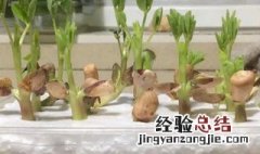 花生怎么种小盆栽水培 花生怎么种小盆栽水培的