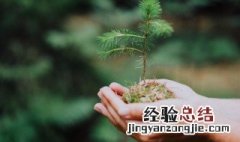 关于植树节的简短语 关于植树节的简短语句子