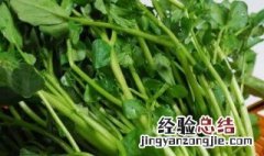 水培西洋菜怎么种 水培西洋菜种子