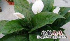 白鹤芋叶子蔫了怎么办 白鹤芋在早春萎焉了怎么办