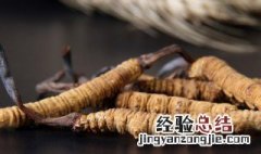 虫草可以冷冻保存吗 虫草可以放冰箱冷冻吗