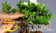 栀子花怎么种植 栀子花怎么种植方法