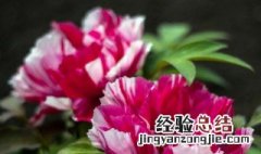 玫瑰花可以放冰箱保鲜吗 花可以放冰箱保鲜吗