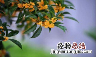 桂花香的句子发朋友圈 适合发朋友圈的桂花句子