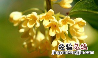 桂花发朋友圈的句子 桂花发朋友圈的句子有哪些