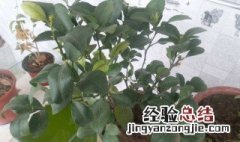 橘子籽盆栽种植方法 橘子籽怎么种小盆栽