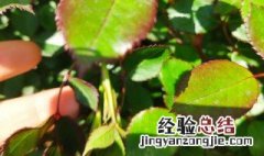 怎样预防月季茎蜂 月季茎蜂防治方法