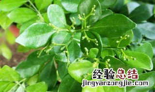 盆栽九里香的养殖方法 盆栽九里香的养殖方法和技术
