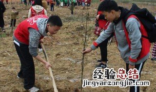 植树节适合种什么树 植树节适合种什么树苗在花盆里