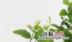 茉莉花能放在卧室里吗有没有毒 茉莉花有毒吗能放在卧室里养吗