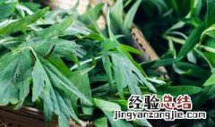 艾草长在什么地方驱蚊虫 家里种植艾草能驱蚊虫吗