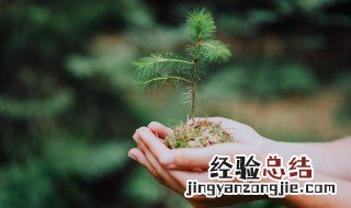 植树节内容写什么 植树节内容写什么清楚一点