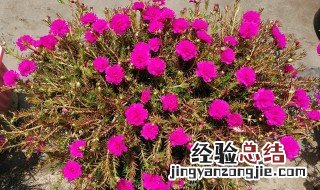 午时花怎么养 午时花怎么养才能开花