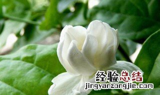 摘下茉莉鲜花保存技巧 茉莉花怎么摘花