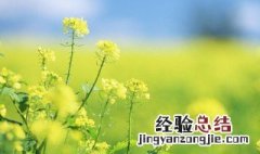 关于油菜花的唯美句子简短一点 关于油菜花的唯美句子简短