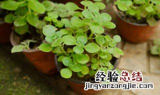 碰碰香能驱蚊吗什么植物能驱蚊 碰碰香放在室内可以驱蚊吗