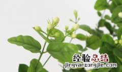 栀子花可以放在卧室吗晚上的时候 栀子花可以放在卧室吗