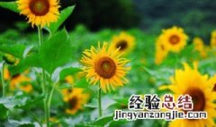 象征勇气的美丽植物是什么 象征勇气的美丽植物