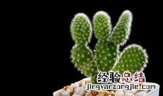 仙人掌对光照要求高吗 仙人掌和多肉植物的光照管理