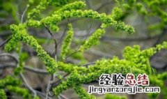 蒸榆钱的做法大全家常蒸多长时间 蒸榆钱的方法