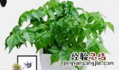 家庭盆栽观叶植物的介绍和特点 家庭盆栽观叶植物的介绍