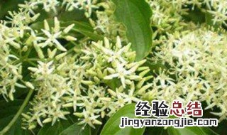 夜来香可以摆放在家里吗 夜来香可以放在卧室吗
