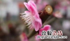 花朝节是哪一天阳历 花朝节是哪一天