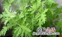 怎样修剪驱蚊草 如何修剪我的驱蚊草