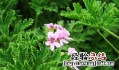 驱蚊草怎么过冬 驱蚊草越冬