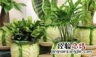 客厅里的6种幸运植物 客厅里的6种幸运植物有哪些