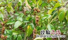 中国八大剧毒植物 中国八大剧毒植物图片