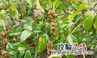 中国八大剧毒植物 中国八大剧毒植物图片