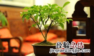 盆栽养花知识大全 牢记这几点养出健康植物