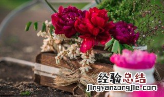 卧室放什么花能净化空气 什么花放在卧室可以净化空气