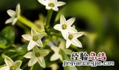 哪些花能驱蚊子 哪些花可以驱蚊