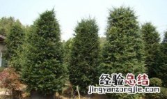 红豆杉树种植方法介绍 红豆杉树种植方法