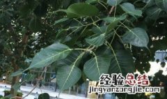 什么树能驱蚊虫 什么树可以驱蚊驱虫