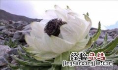 雪莲花的食用方法图片 雪莲花的食用方法