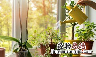 室内种植什么花草可以驱蚊 室内种植什么植物可以驱蚊