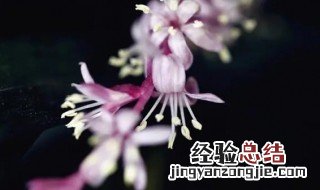 吉祥草寓意是什么 吉祥草的花语和其价值