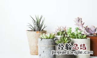 薄雪万年草的简介和特点 薄雪万年草的简介