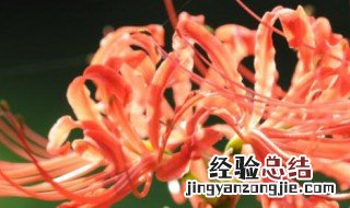 彼岸花喜欢什么 彼岸花喜阴还是喜阳