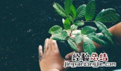 什么花招财又旺宅好养 招财又旺宅好养的花有哪些