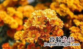 重阳节为什么赏菊 重阳节为什么赏菊花