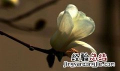 延长白玉兰花期的四个小窍门 延长白玉兰花期的四个小窍门是什么